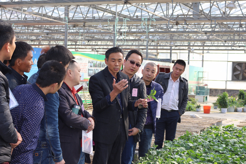 進入蔬菜育苗生產基地